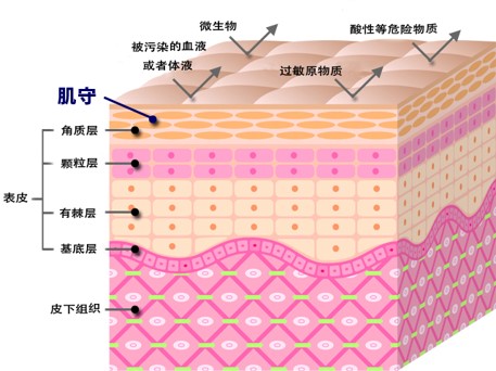 原理图 皮膚の構造、肌守の働き