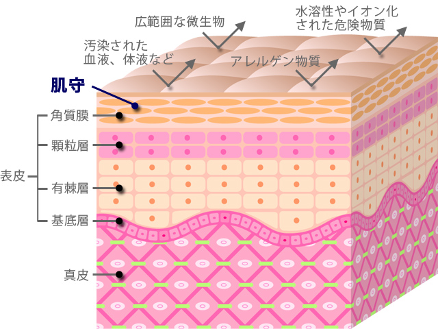 皮膚の構造、肌守の働き 皮膚の構造、肌守の働き