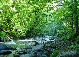 クリーンムーヴの成分は天然由来なので自然分解されやすく、自然環境および生態系に悪影響を与えない